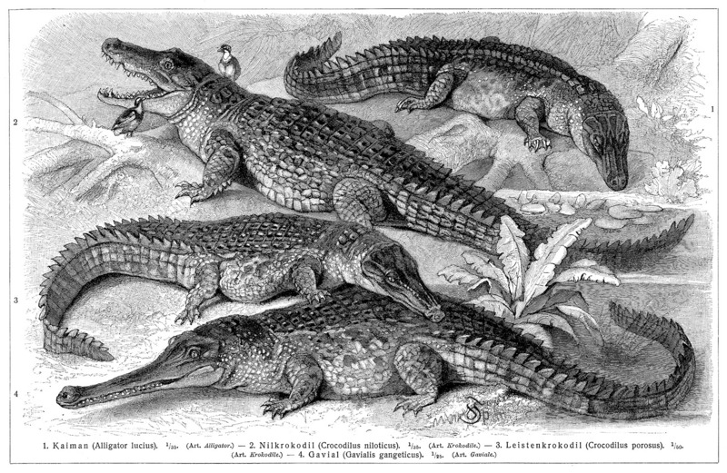American alligator (Alligator mississippiensis), Nile crocodile (Crocodylus niloticus), saltwater crocodile (Crocodylus porosus), gharial (Gavialis gangeticus); DISPLAY FULL IMAGE.