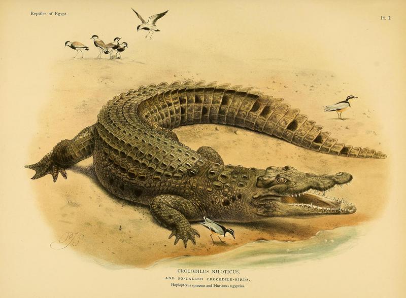 Nile crocodile (Crocodylus niloticus) and Crocodile Birds: spur-winged lapwing (Vanellus spinosus), Egyptian plover (Pluvianus aegyptius); DISPLAY FULL IMAGE.