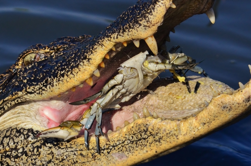 American alligator, gator (Alligator mississippiensis); DISPLAY FULL IMAGE.