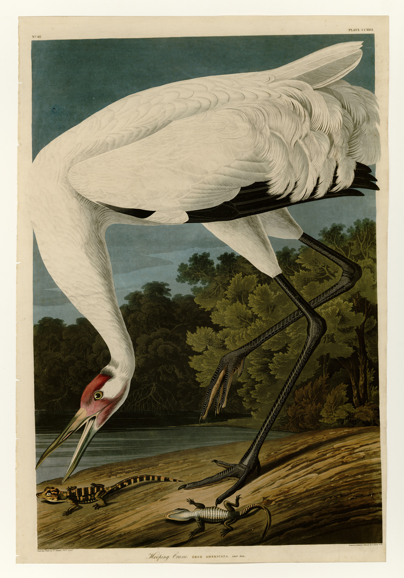 whooping crane (Grus americana), American alligator (Alligator mississippiensis); DISPLAY FULL IMAGE.