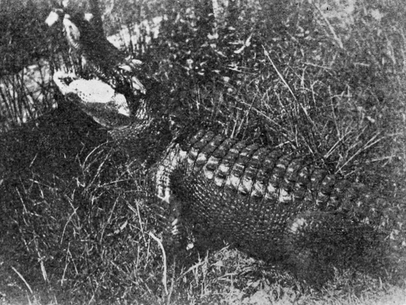 American alligator (Alligator mississippiensis); DISPLAY FULL IMAGE.