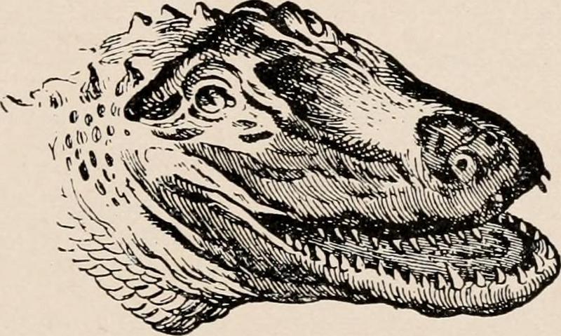 American alligator (Alligator mississippiensis); DISPLAY FULL IMAGE.
