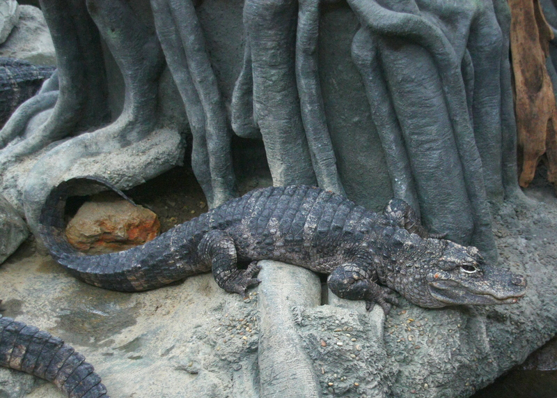 Chinese alligator (Alligator sinensis); DISPLAY FULL IMAGE.