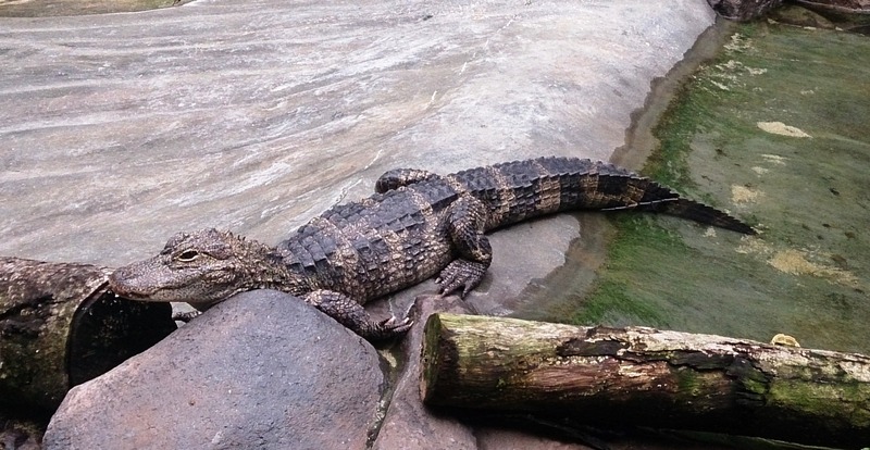 Chinese alligator (Alligator sinensis); DISPLAY FULL IMAGE.