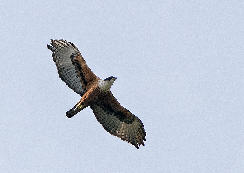 rufous-bellied hawk-eagle (Lophotriorchis kienerii); DISPLAY FULL IMAGE.