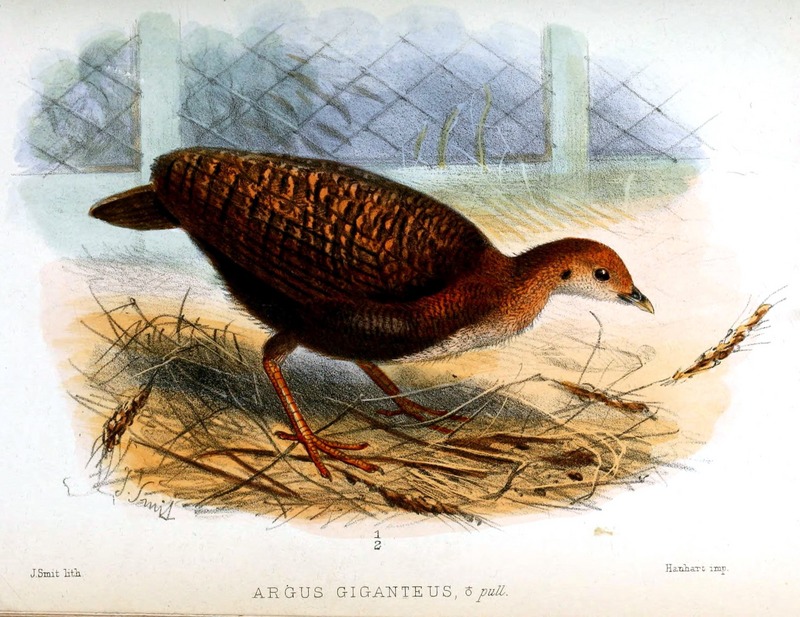 great argus pheasant (Argusianus argus); DISPLAY FULL IMAGE.