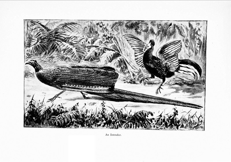 great argus pheasant (Argusianus argus); DISPLAY FULL IMAGE.
