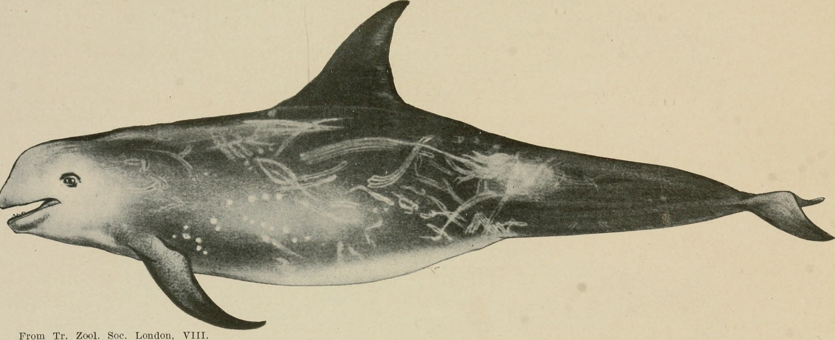 Risso's dolphin (Grampus griseus); Image ONLY