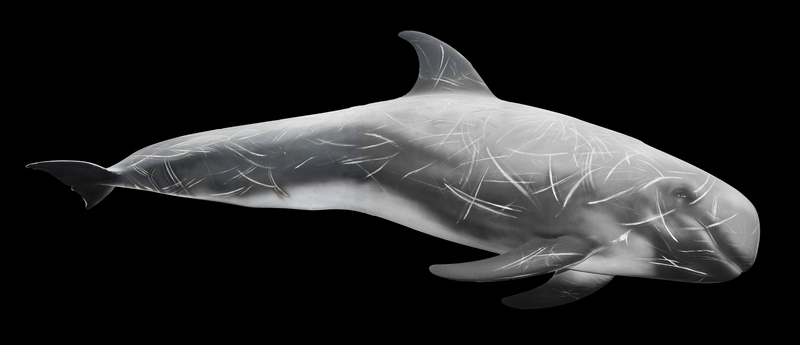 Risso's dolphin (Grampus griseus); DISPLAY FULL IMAGE.