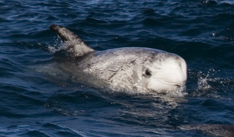 Risso's dolphin (Grampus griseus); DISPLAY FULL IMAGE.