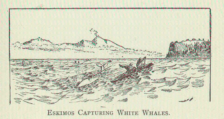 beluga whale (Delphinapterus leucas); DISPLAY FULL IMAGE.