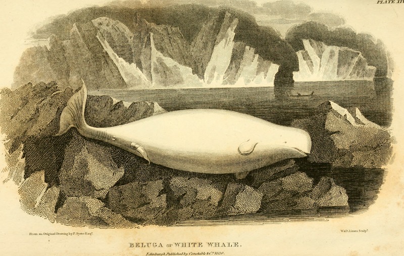 beluga whale (Delphinapterus leucas); DISPLAY FULL IMAGE.