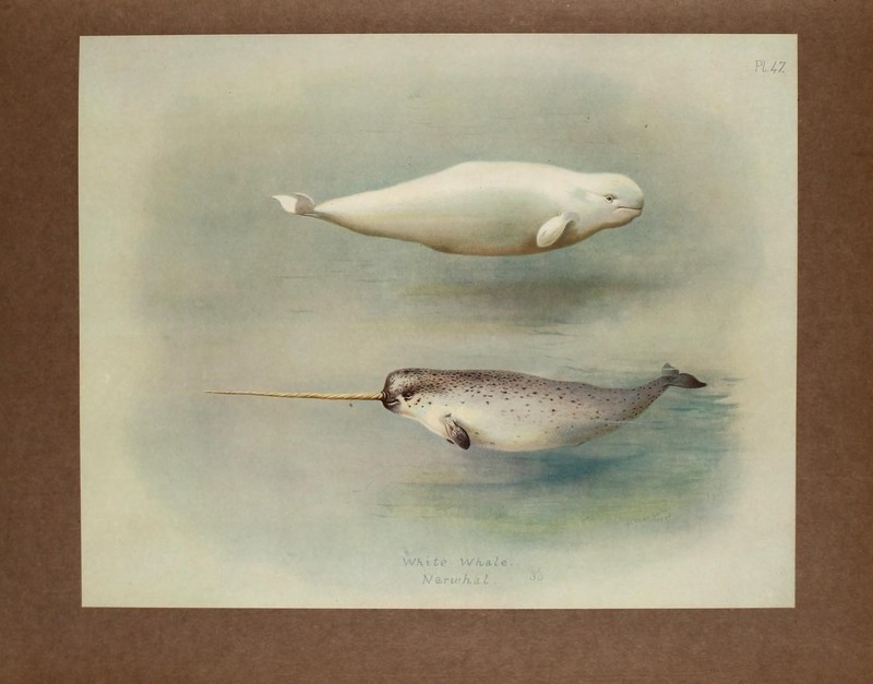 beluga whale (Delphinapterus leucas), narwhal (Monodon monoceros); DISPLAY FULL IMAGE.