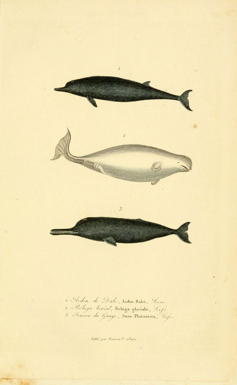 South Asian river dolphin (Platanista gangetica), beluga whale (Delphinapterus leucas), Sowerby's beaked whale (Mesoplodon bidens); DISPLAY FULL IMAGE.