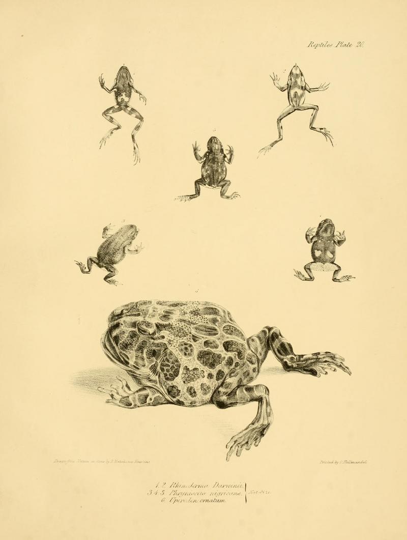 Darwin's frog (Rhinoderma darwinii), warty toad (Rhinella spinulosa), Argentine horned frog (Ceratophrys ornata); DISPLAY FULL IMAGE.