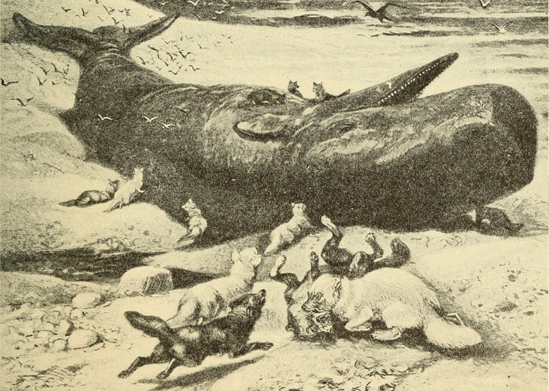 Arctic fox (Vulpes lagopus), sperm whale (Physeter macrocephalus); DISPLAY FULL IMAGE.