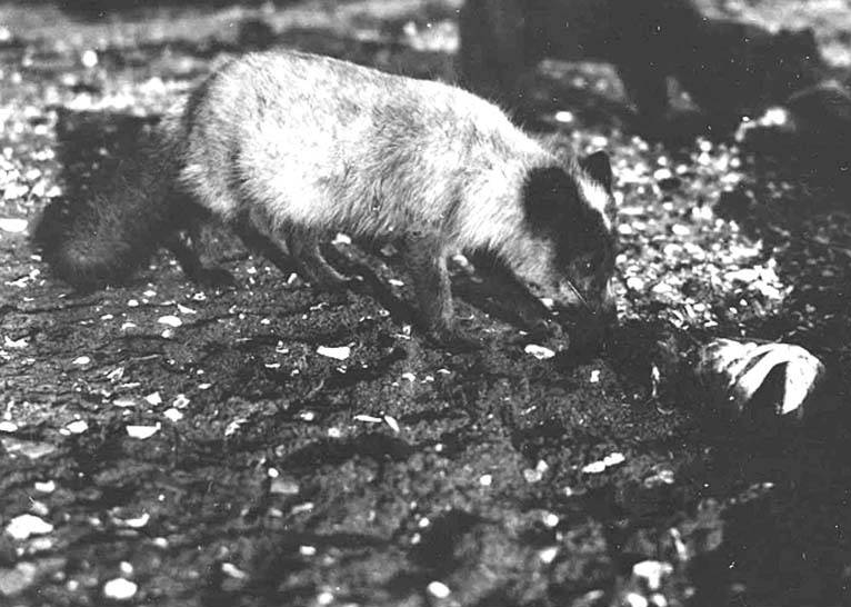 Arctic fox (Vulpes lagopus); Image ONLY