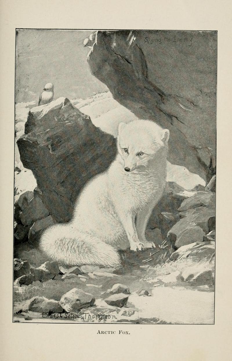 Arctic fox (Vulpes lagopus); DISPLAY FULL IMAGE.