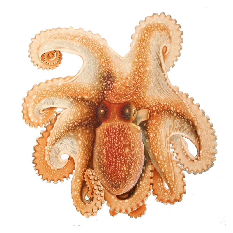 spider octopus (Octopus salutii); DISPLAY FULL IMAGE.