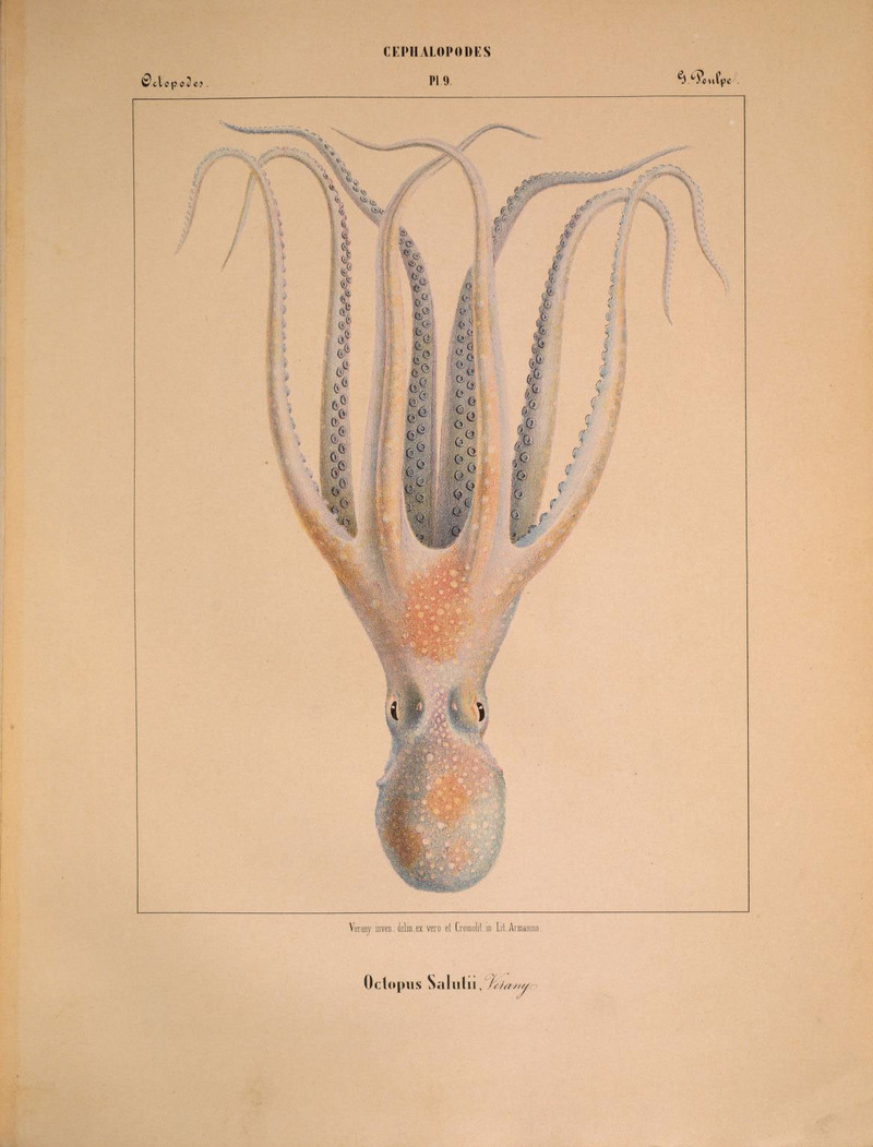 spider octopus (Octopus salutii); DISPLAY FULL IMAGE.