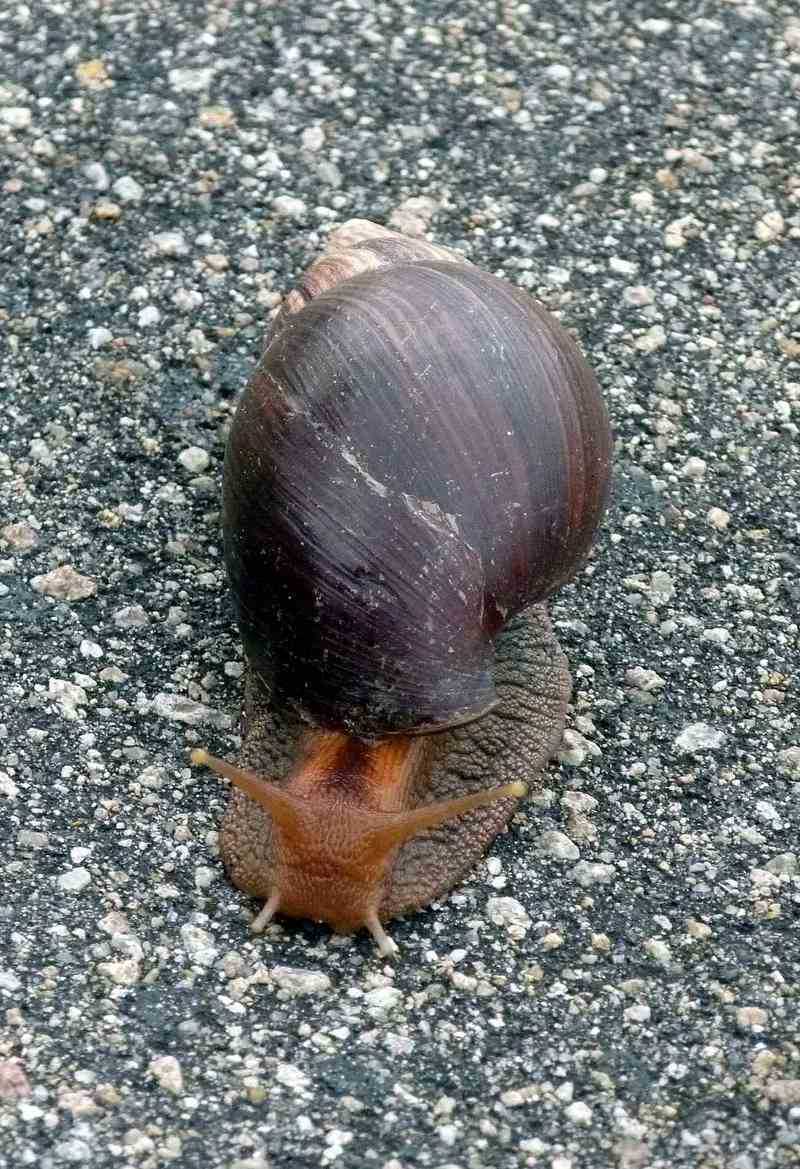 giant East African snail (Lissachatina fulica); DISPLAY FULL IMAGE.
