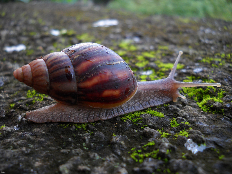 giant East African snail (Lissachatina fulica); DISPLAY FULL IMAGE.