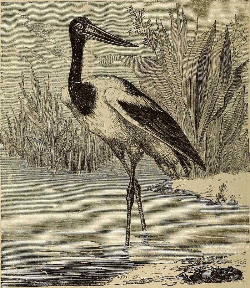 black-necked stork (Ephippiorhynchus asiaticus); DISPLAY FULL IMAGE.