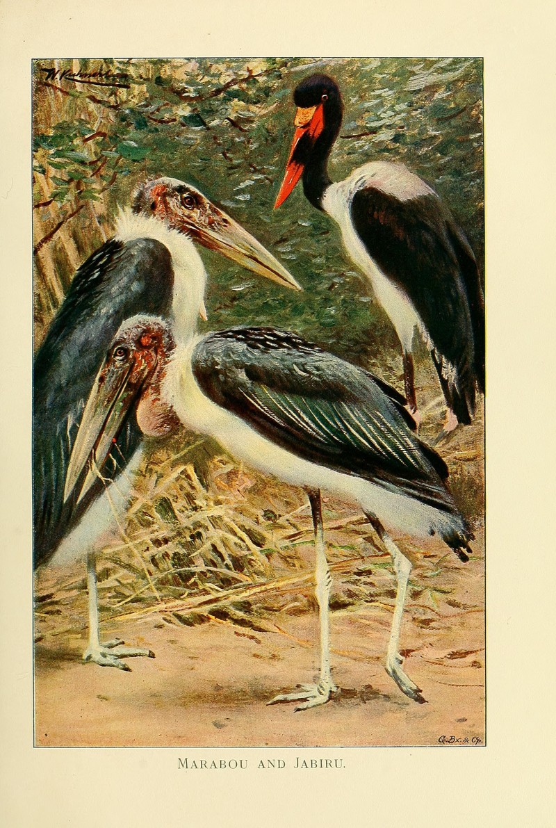 marabou stork (Leptoptilos crumenifer), saddle-billed stork (Ephippiorhynchus senegalensis); DISPLAY FULL IMAGE.