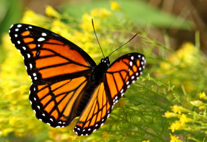 viceroy butterfly (Limenitis archippus); DISPLAY FULL IMAGE.
