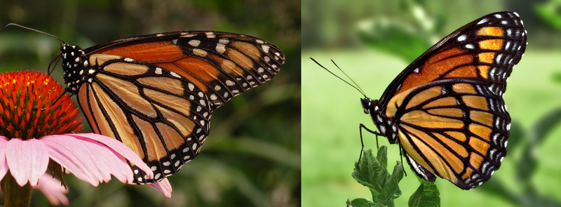 monarch butterfly (Danaus plexippus), viceroy butterfly (Limenitis archippus); DISPLAY FULL IMAGE.