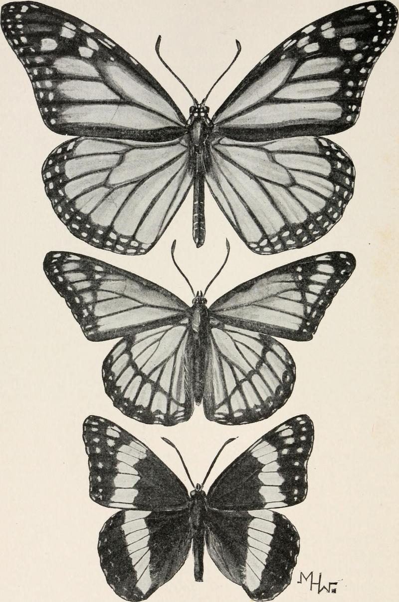 monarch butterfly (Danaus plexippus), viceroy butterfly (Limenitis archippus); DISPLAY FULL IMAGE.
