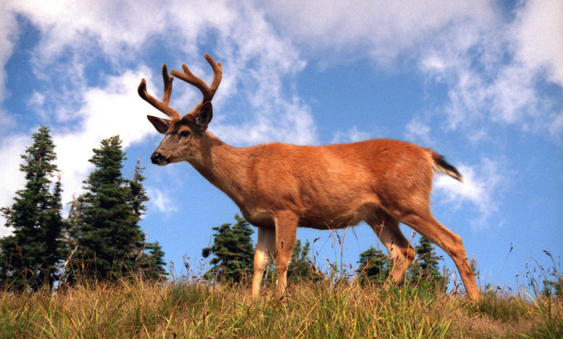 Columbian black-tailed deer (Odocoileus hemionus columbianus); DISPLAY FULL IMAGE.