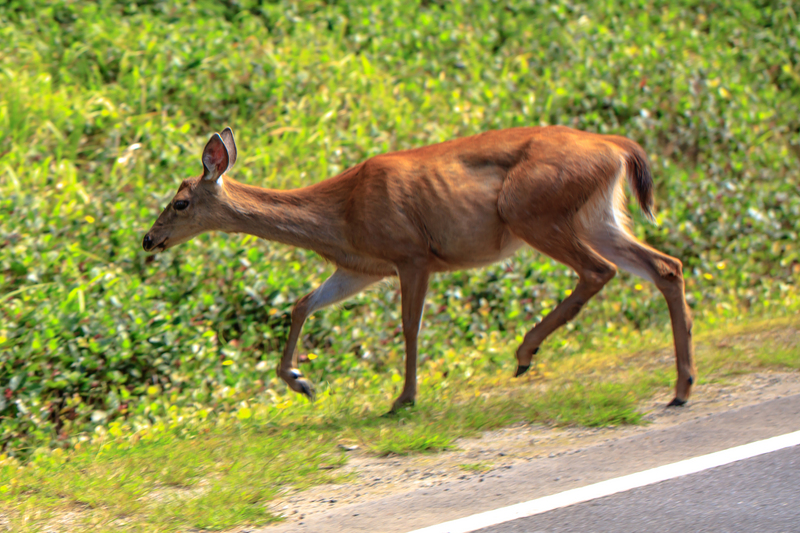 Sitka black-tailed deer (Odocoileus hemionus sitkensis); DISPLAY FULL IMAGE.