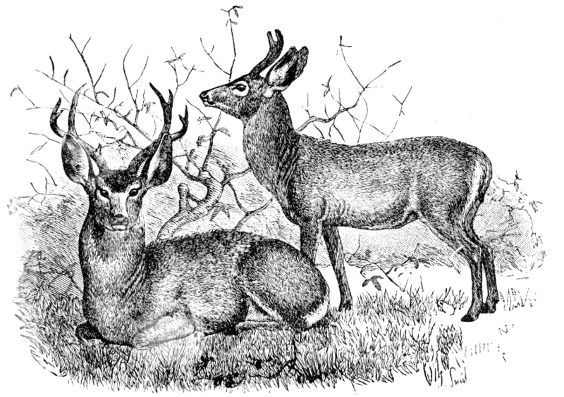 mule deer (Odocoileus hemionus); DISPLAY FULL IMAGE.