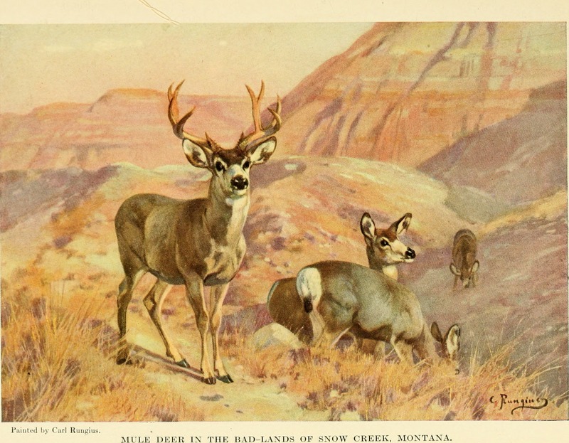 mule deer (Odocoileus hemionus); DISPLAY FULL IMAGE.