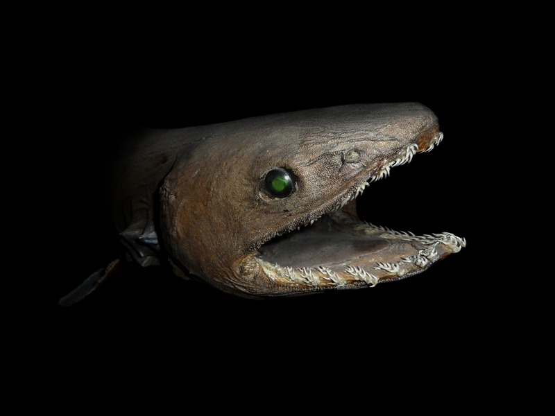 frilled shark (Chlamydoselachus anguineus); DISPLAY FULL IMAGE.