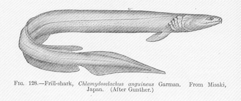 frilled shark (Chlamydoselachus anguineus); DISPLAY FULL IMAGE.