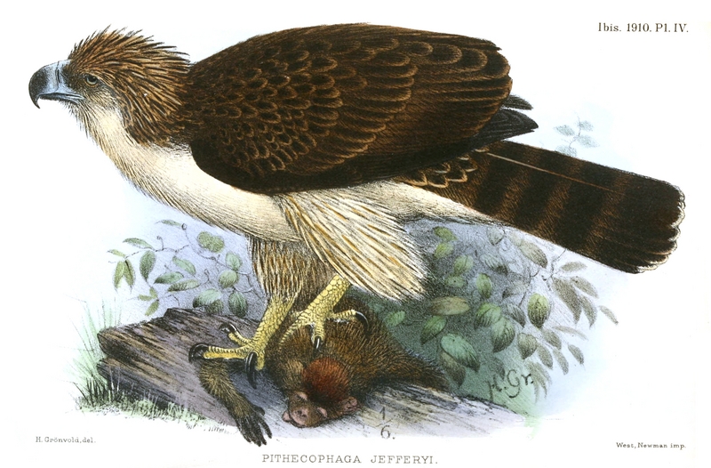 great Philippine eagle (Pithecophaga jefferyi); DISPLAY FULL IMAGE.