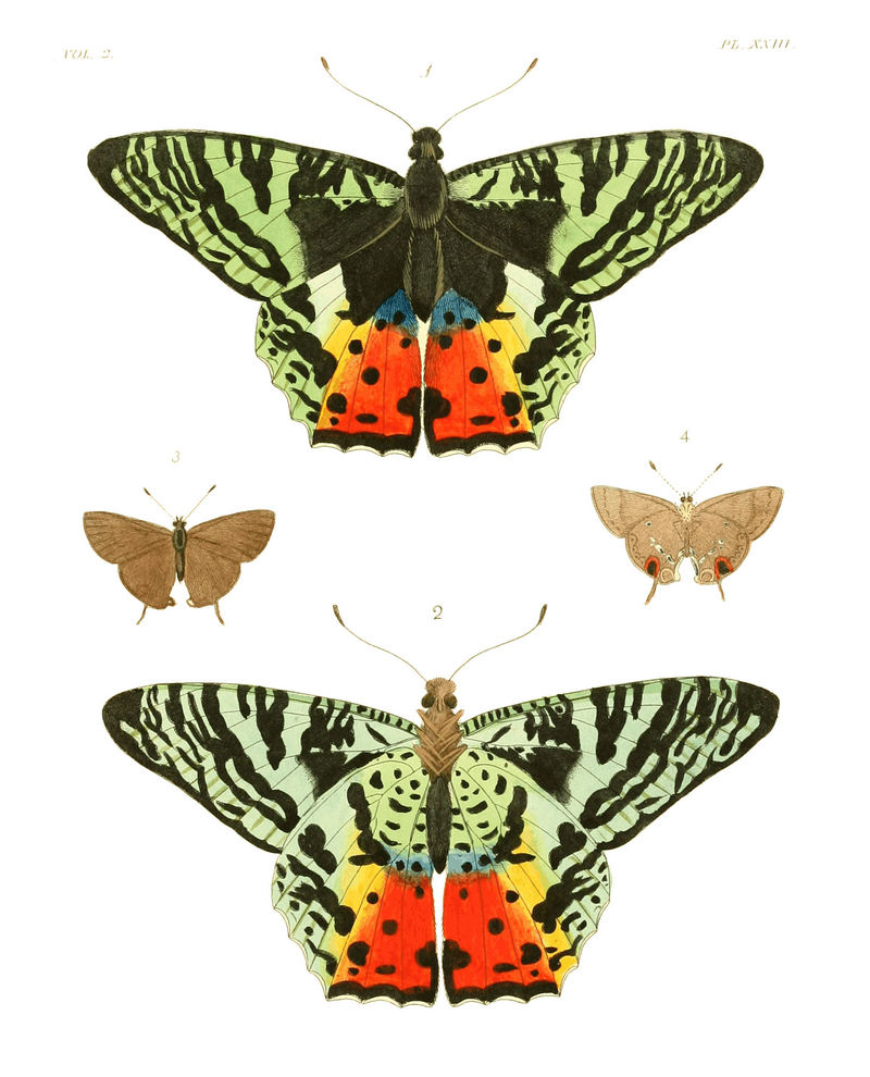 Madagascan sunset moth (Chrysiridia rhipheus), pan hairstreak (Electrostrymon pan); DISPLAY FULL IMAGE.