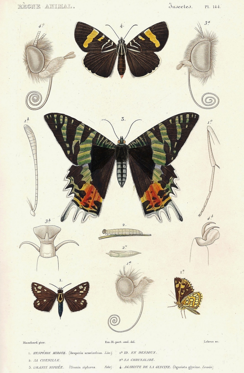 large chequered skipper (Heteropterus morpheus), Madagascan sunset moth (Chrysiridia rhipheus), Australian grapevine moth (Phalaenoides glycinae); DISPLAY FULL IMAGE.