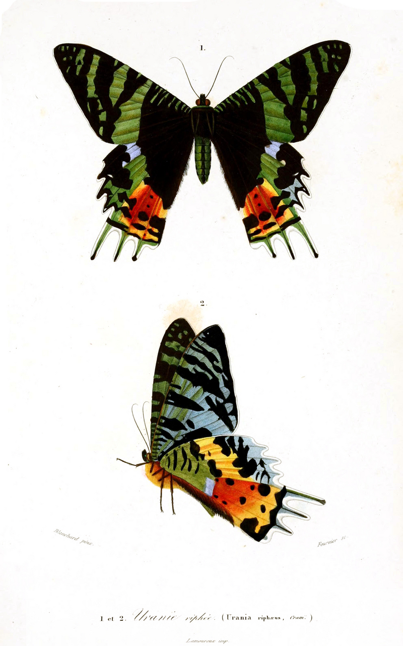 Madagascan sunset moth (Chrysiridia rhipheus); DISPLAY FULL IMAGE.