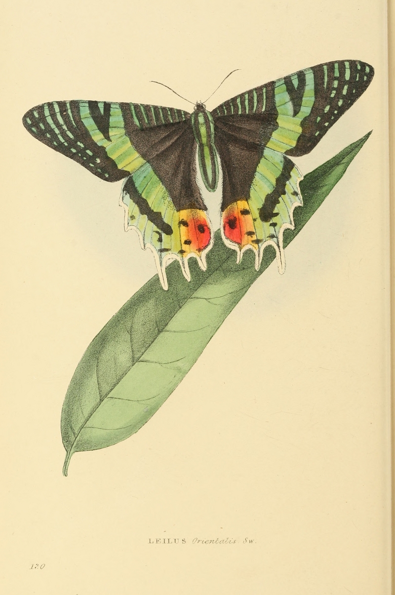 Madagascan sunset moth (Chrysiridia rhipheus); DISPLAY FULL IMAGE.