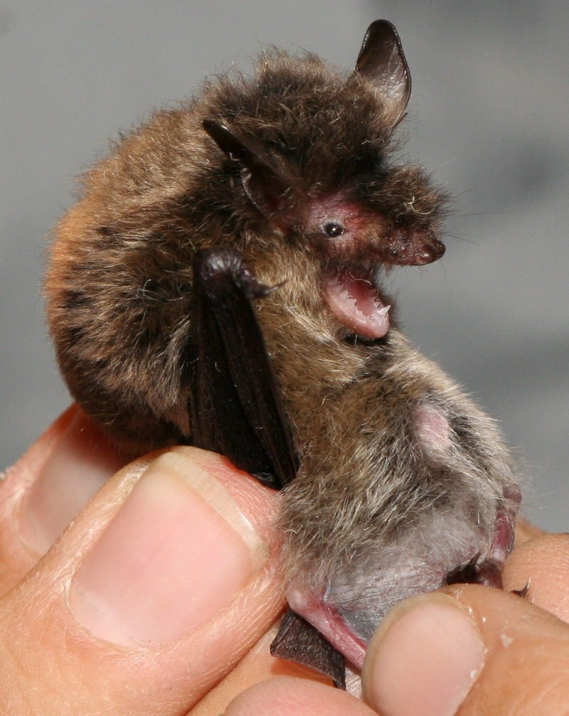 Brandt's bat (Myotis brandtii); DISPLAY FULL IMAGE.