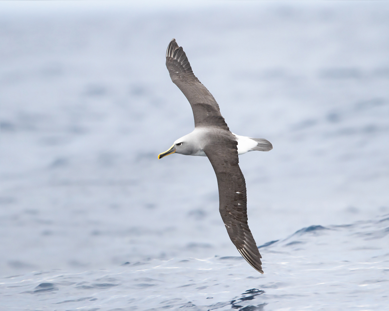 Buller's albatross (Thalassarche bulleri); DISPLAY FULL IMAGE.