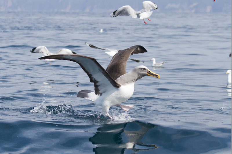 Buller's albatross (Thalassarche bulleri), silver gull (Chroicocephalus novaehollandiae); DISPLAY FULL IMAGE.