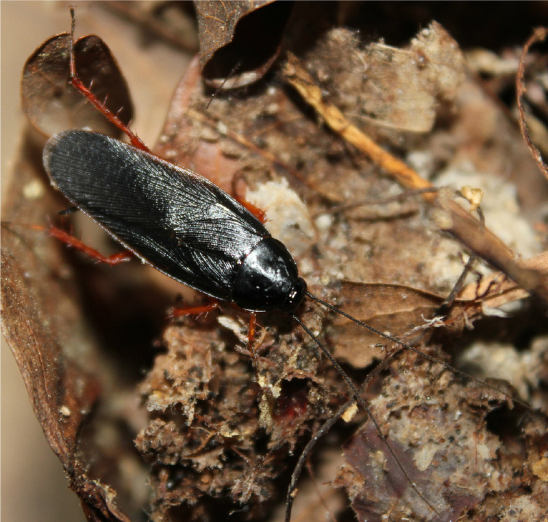dark wood roach (Ischnoptera deropeltiformis); DISPLAY FULL IMAGE.