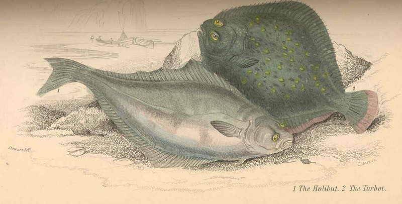 Atlantic halibut (Hippoglossus hippoglossus), turbot (Scophthalmus maximus); DISPLAY FULL IMAGE.