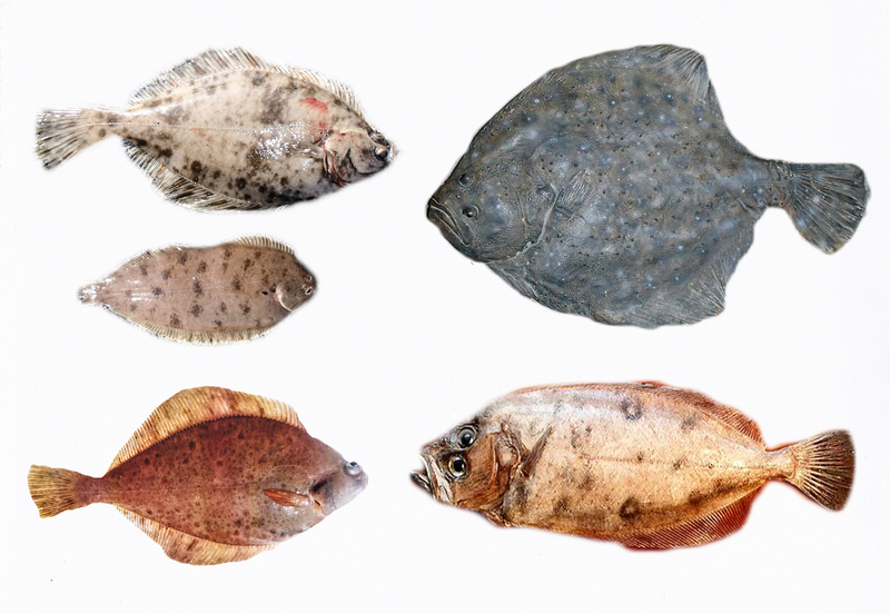 European flounder (Platichthys flesus), common dab (Limanda limanda), turbot (Scophthalmus maximus), whiff (Lepidorhombus whiffiagonis), common dab (Limanda limanda); DISPLAY FULL IMAGE.