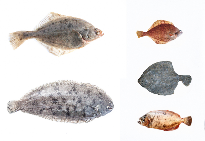 turbot (Scophthalmus maximus), common sole (Solea solea), European flounder (Platichthys flesus), whiff (Lepidorhombus whiffiagonis), common dab (Limanda limanda); DISPLAY FULL IMAGE.