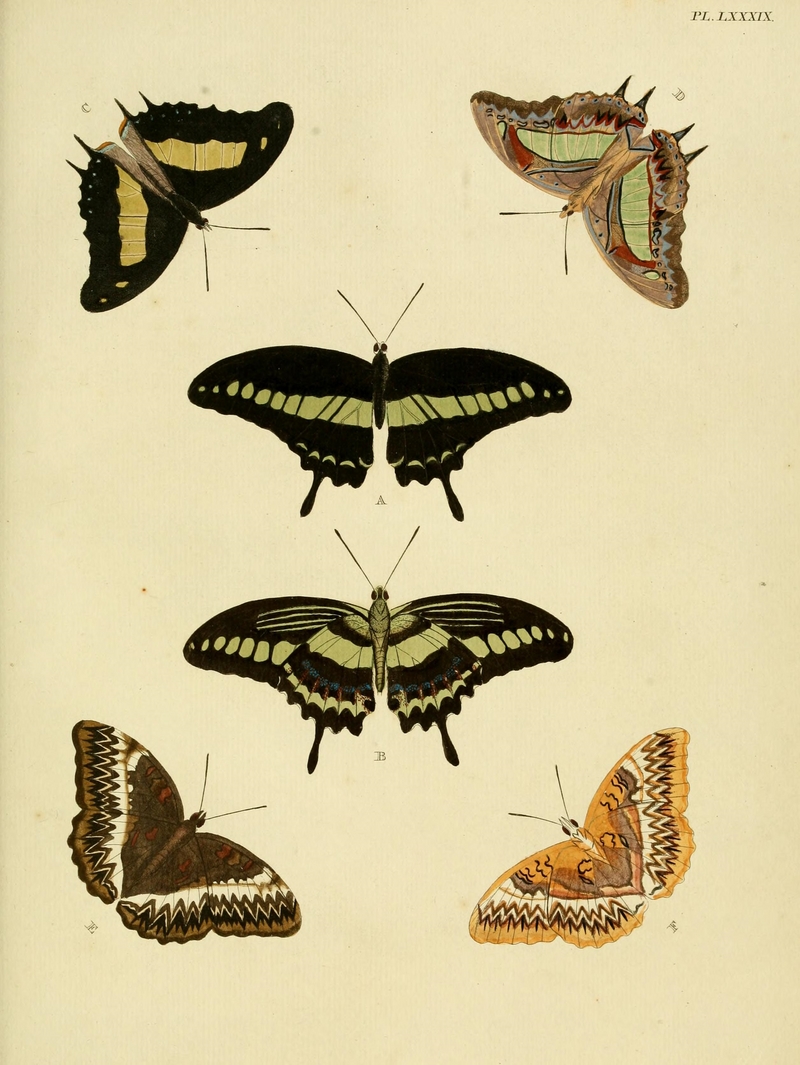banded swallowtail (Papilio demolion), common nawab (Polyura athamas), western glider (Cymothoe althea); DISPLAY FULL IMAGE.